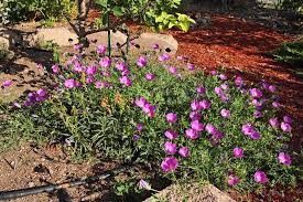 Prairie Winecups Xeriscape Natural Garden Plant Species