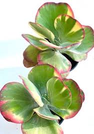 Kalanchoe Luciae Fantastic Variegated Flapjacks Variegated Plants Planting Succulents Plants