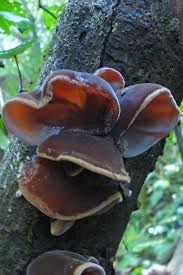Wood Ear Fungus Auricularia Cornea Fungi Carnivorous Plants Mushroom Fungi