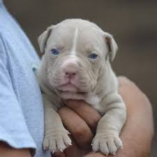 Looking for dobermans or pitbull puppies pure bred only!!! Baby Blue Nose Pitbull For Sale Off 60 Www Usushimd Com
