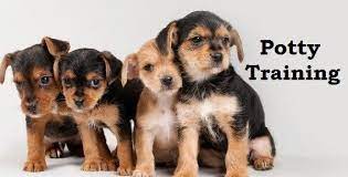 Chorkie Puppies How To Potty Train A Chorkie Puppy Chorkie House Training Tips Housebreaking C Potty Training Puppy Puppy Training Puppy Potty Training Tips