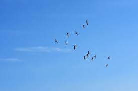Birds flying in the sky. Free Download Flock Birds Flying Sky Daytime Gulls Swarm Blue Sky Piqsels