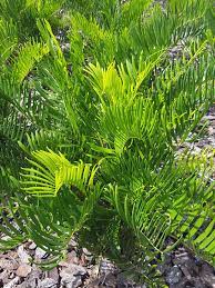 Palm tree, cycad and tropical plant nursery blog with information on rare species, plants on sale and palm trees and cycads for sale. Coontie Palm Cycad Zamia Pumila Urban Tropicals