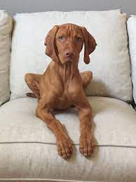 At times we may only have a few vizsla available so we do hope you check back soon to find and locate your new furry best friend! Peter Sideris Vizsla Testimonials Vizsla Puppies For Sale Vizsla For Sale Vizsla Puppy