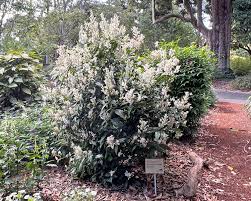 Image result for Whitfieldia