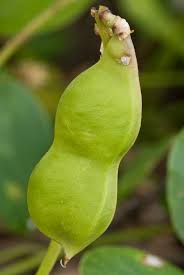 Image result for Canavalia