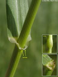 Image result for Lolium multiflorum