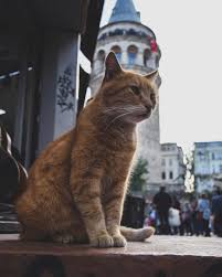 Noble Pose At Galat Tower In Istanbul By Niyazii Kalafat Via Instagram Niyazii61 Turkey Turkiye Istanbu Kedi Sevimli Kedi Yavrulari Evcil Hayvanlar