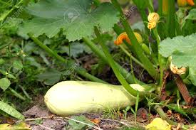We did not find results for: Zucchini Or Courgette Plants Grow Vegetables Lying On Ground Stock Photo Picture And Royalty Free Image Image 82329990