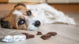 Maybe you would like to learn more about one of these? A Guide To Chocolate Poisoning In Dogs Direct Line