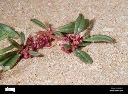 Image result for Zaleya