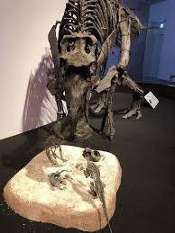 ついにデイノケイルスとカムイサウル... デイノケイルス&カムイサウルス！！ - グッドトリップ