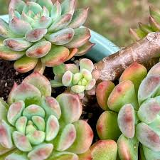 Image result for Euphorbia baylissii