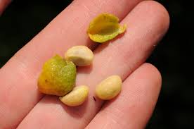 Image result for Rytigynia sp. M