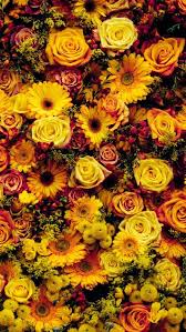 Flowers Roses Carnations Wedding Flowers Bouquets Wildflowers Christmas Decorations M Flower Background Wallpaper Flower Wallpaper Flower Phone Wallpaper