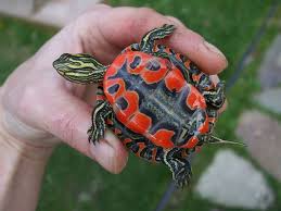 The western painted turtle lives in streams and lakes, similar to the other painted turtles, but also inhabits pasture ponds and roadside pools. Wee Painted Turtle Pet Turtle Turtle Turtle Painting