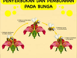 Penyerbukan Dan Pembuahan Pada Bunga