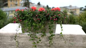 De oostenrijkse hang geraniums bv bloeien heel uitbundig en hoef je weinig aan te doen,zorgen dat ze niet uitdrogen en de dode bloemen er eruit halen. Trendy Balkonbak Met Toscana Geranium Youtube