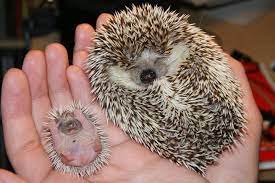 Man feeds a baby hedgehog with milk after it was rescued from water well by fire fighters in hatay's antakya district, turkey on june 12, 2019. Hedgehogs Who Knew They Could Be So Cute Animals Beautiful Cute Animal Photos Baby Hedgehog