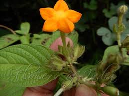 Image result for Mussaenda