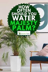 Strange pests, and repotting question. How Often Should You Water Majesty Palm Garden Tabs