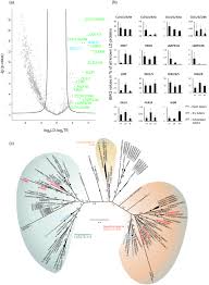 Image result for Sphaerocyperus erinaceus