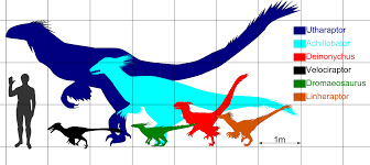 File Sizecomp Dromaeosaurs Jpg Wikimedia Commons