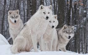 Find the best hd wolf wallpapers on wallpapertag. White Snow Wolves Wallpaper Gallery Yopriceville High Quality Images And Transparent Png Free Clipart