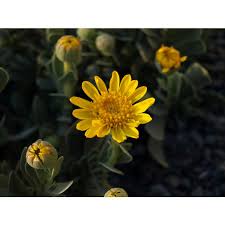 Image result for Hertia