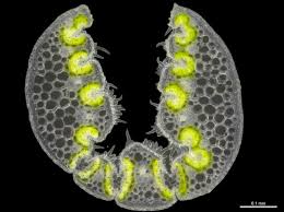 Image result for Triraphis schinzii