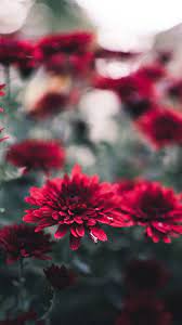We have got you covered with hundreds of them. Flower Wallpapers Free Download Best Flowers Wallpapers For Mobile 25 Best Wallpapers