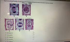 The real size of the cell shown above is 0.05 mm (= 50 μm). Examine The Photomicrographs Of Mitotic Plant Cells Chegg Com