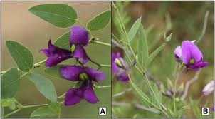 Image result for Otoptera