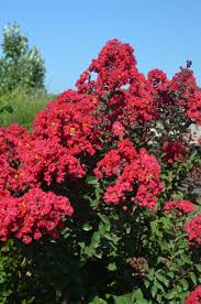 In other words, the fresh florals of the catawba crape myrtle attract attention. Princess Holly Ann Crapemyrtle From Garden Debut