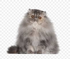 Hirsute is a recessive trait for cats. Persian Cat Siamese Cat Himalayan Cat Kitten Tortoiseshell Cat Png 800x693px Persian Cat Asian Semi Longhair