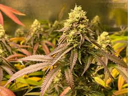 Trainwreck - Strain Information - CannaConnection - Strain Information