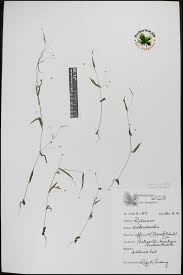 Image result for Oldenlandia affinis