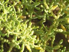 Image result for Zygophyllum cuneifolium