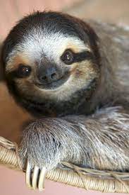 Happy Sloth Cute Animals Cute Baby Sloths Animals