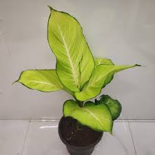 Check the new and mature leaves on your plant. How To Grow And Care For The Dumb Cane Dieffenbachia Nursery Buy