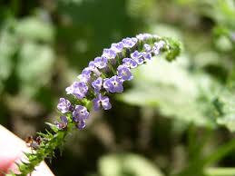 Image result for Heliotropium indicum