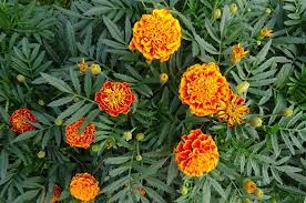 Learn How To Plant Grow And Care For Marigold Flowers With This Garden Guide From The Old Farmer 39 S Almanac Growing Marigolds Planting Marigolds Plants