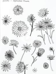 Aster Flower Sketches By Amanda Gomes Delightedco Com Amanda Aster Delightedcocom Flower In 2020 Birth Flower Tattoos Flower Sketches Aster Tattoo