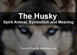 The Husky Spirit Animal A Complete Guide To Meaning And Symbolism Spirit Animal Husky Spirit Animal Meaning