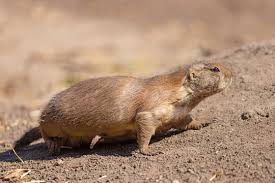 Image result for Cynomys gunnisoni obrázek