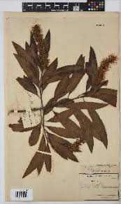 Image result for Faurea saligna