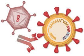 Astrazeneca and the university of oxford's coronavirus vaccine's high efficacy may have been in part due to a dosing error. How The Oxford Astrazeneca Covid 19 Vaccine Works The New York Times