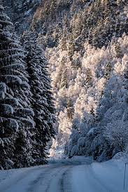 500 Sun Forrest Photos, Pictures And Background Images For Free Download