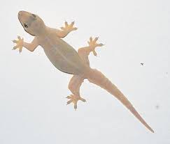 How can i get rid of lizards at home the natural way? No Lizard No Cry Newspaper Dawn Com