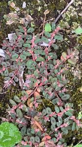 Image result for Euphorbia thymifolia